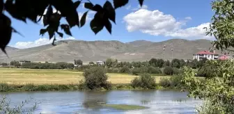 Ardahan'da Kura Nehri'nde Yoğun Yosun Oluşumu
