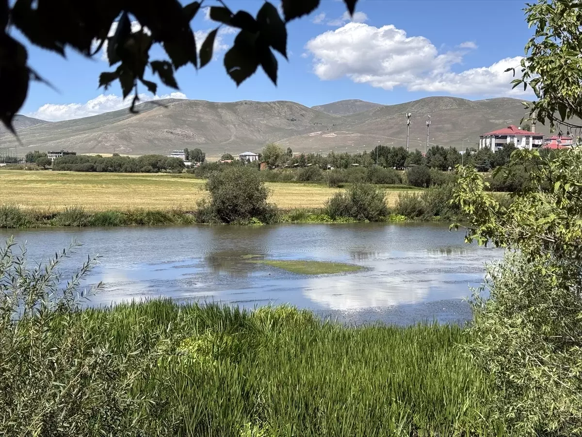 Ardahan'da Kura Nehri'nde Yoğun Yosun Oluşumu