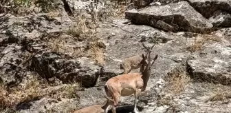 Siirt'te Dağ Keçileri Piknik Alanında Görüntülendi