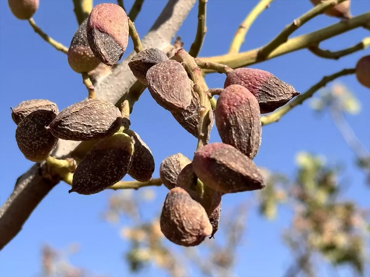 Siirt'te Fıstık Hasadı Kuraklık Nedeniyle Erken Başladı