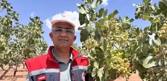 Siirt'te Fıstık Rekoltesi Belirleme Çalışmaları Başladı