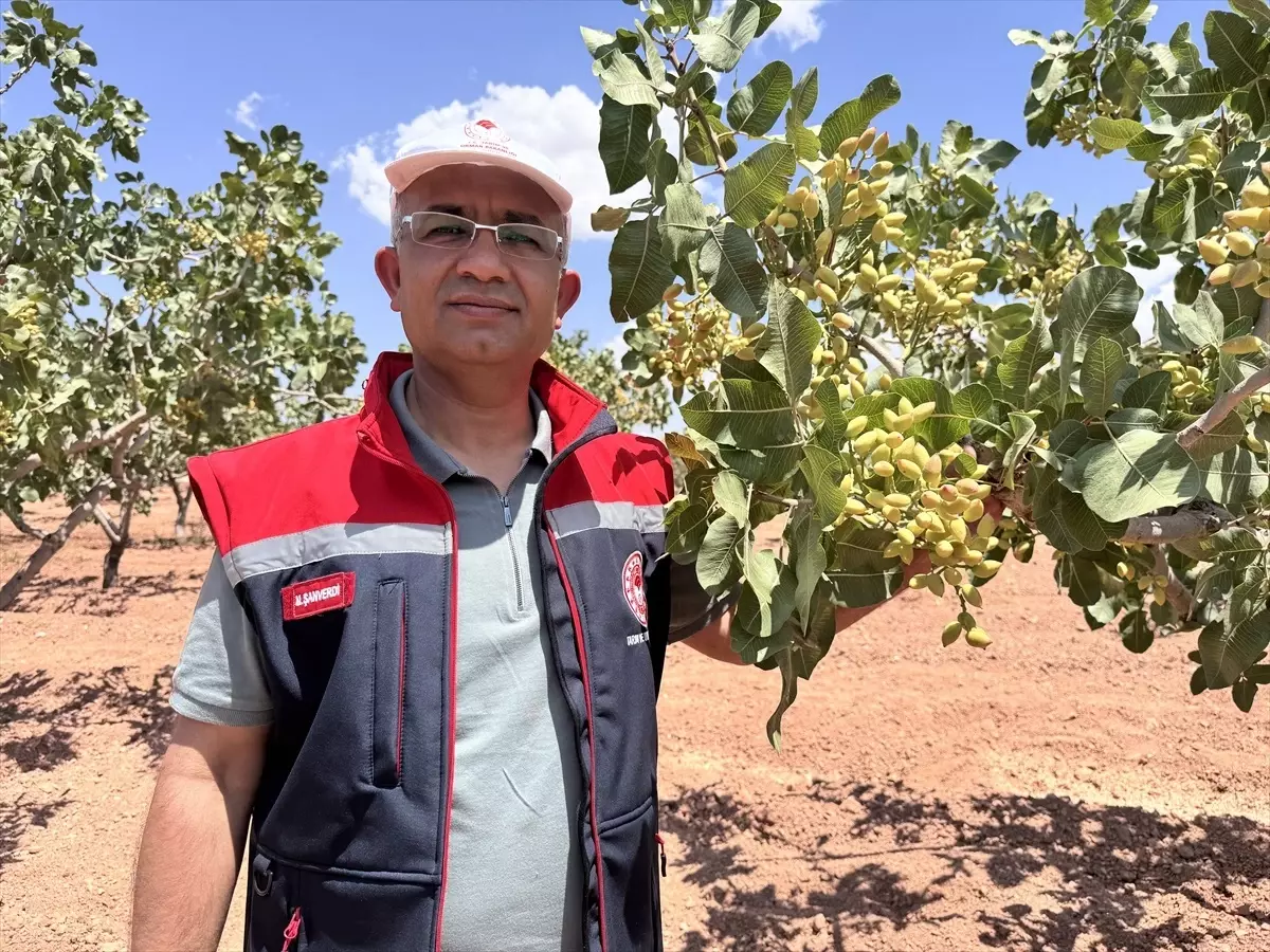 Siirt'te Fıstık Rekoltesi Belirleme Çalışmaları Başladı