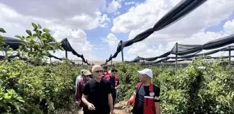 Siirt'te 34 Milyon Lira ile Sözleşmeli Böğürtlen Üretimi Başlatılıyor