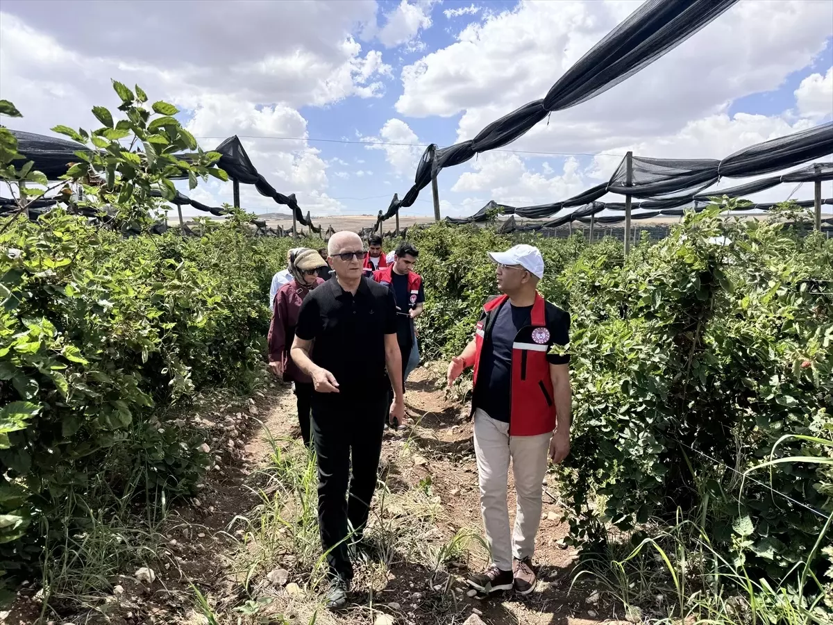 Siirt'te 34 Milyon Lira ile Sözleşmeli Böğürtlen Üretimi Başlatılıyor