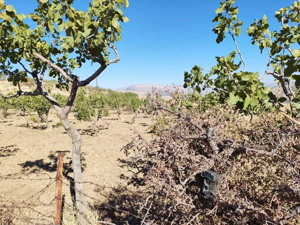 Siirt'te Fıstık Bahçeleri İçin Güvenlik Denetimleri Başladı