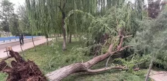 Siirt'te Kuvvetli Rüzgar Devrilen Ağacın Altında 2 Yaralı