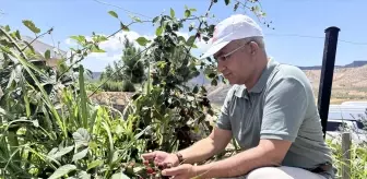 Siirt'te Sözleşmeli Böğürtlen Üretimi Projesi Başlatıldı