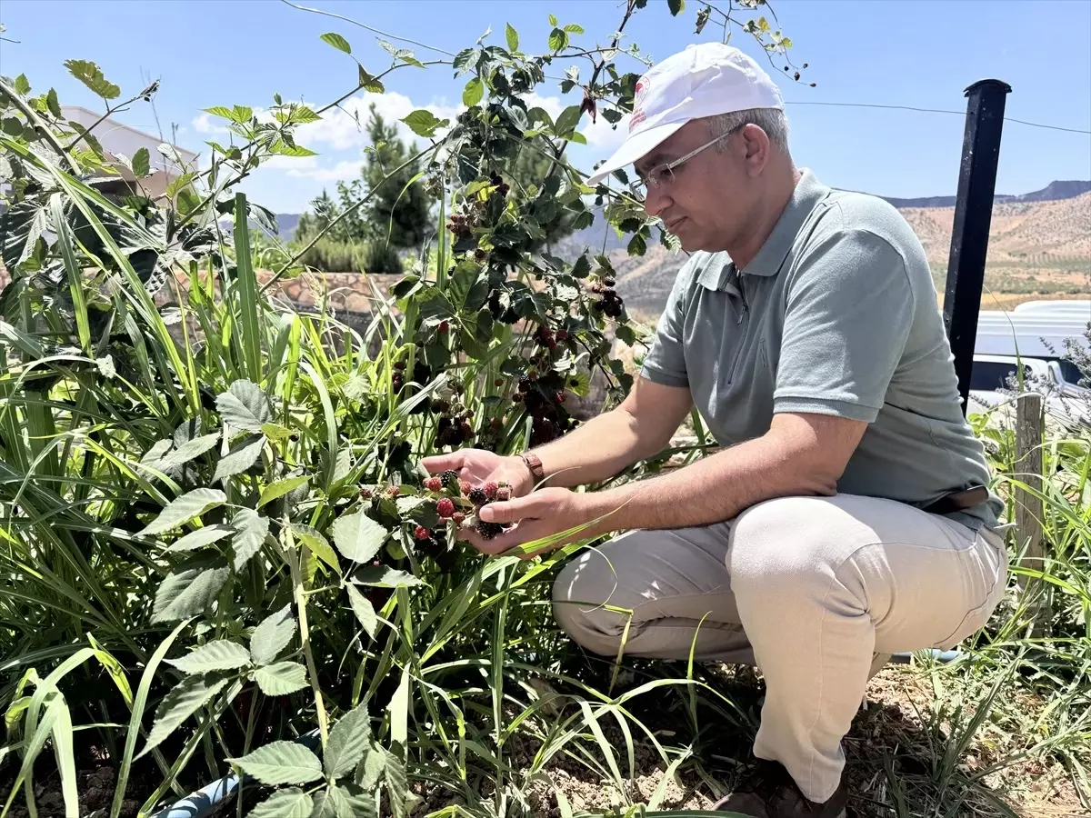 Siirt'te Sözleşmeli Böğürtlen Üretimi Projesi Başlatıldı