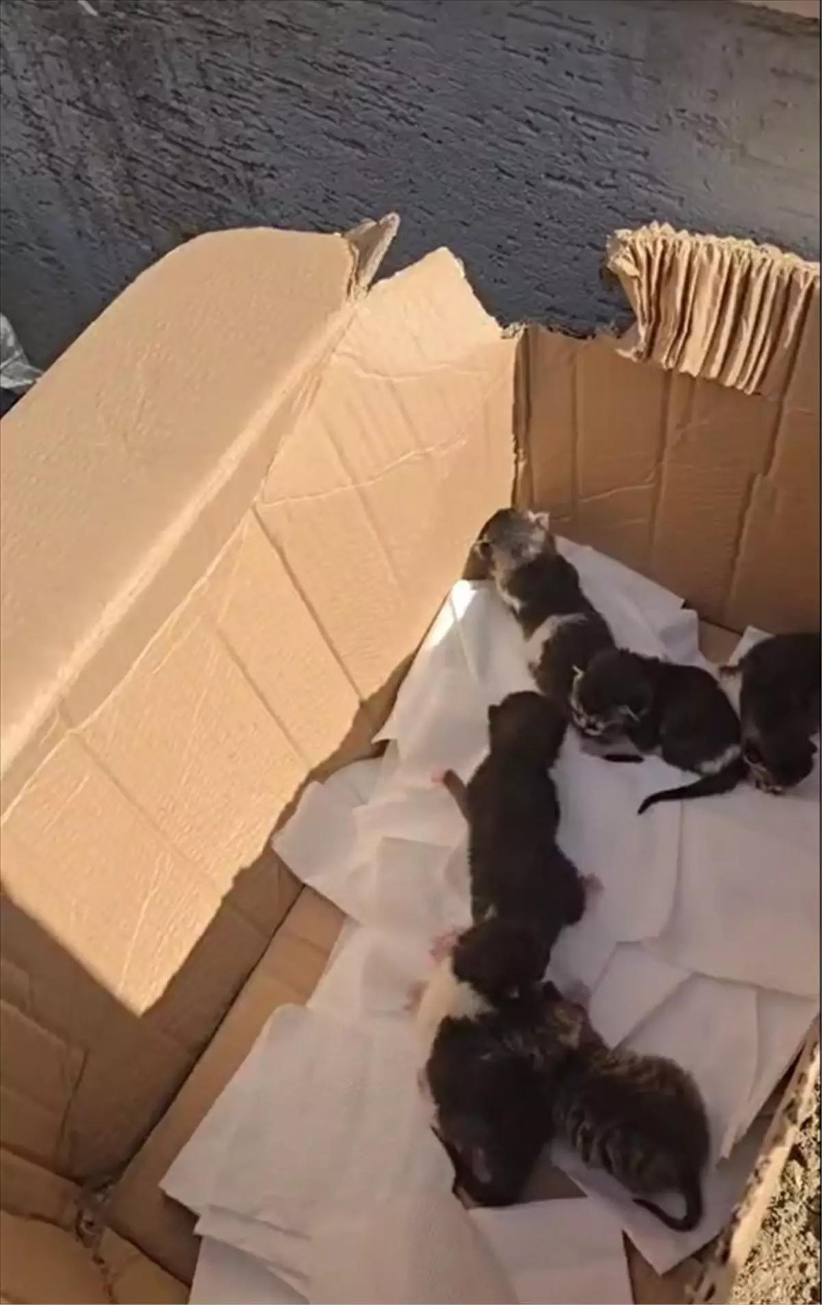 Silivri'de Cipin Motorunda Doğan 6 Kedi Kurtarıldı