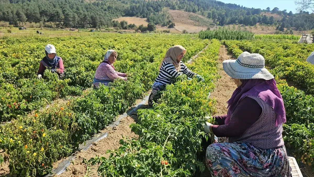 Sındırgı'da Biberiye Hasadı Başladı, Üreticiler Yüzde 400 Kazanıyor