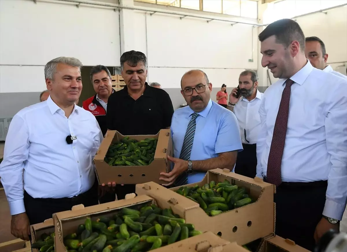 Sındırgı'da Coğrafi İşaret Tescilli Kornişon Hasadı Başladı