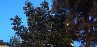 Sındırgı'daki Depremzedelere Kızılay'dan Yardım Eli