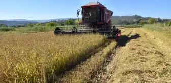 Sinop'un Boyabat ilçesinde çeltik hasadı başladı