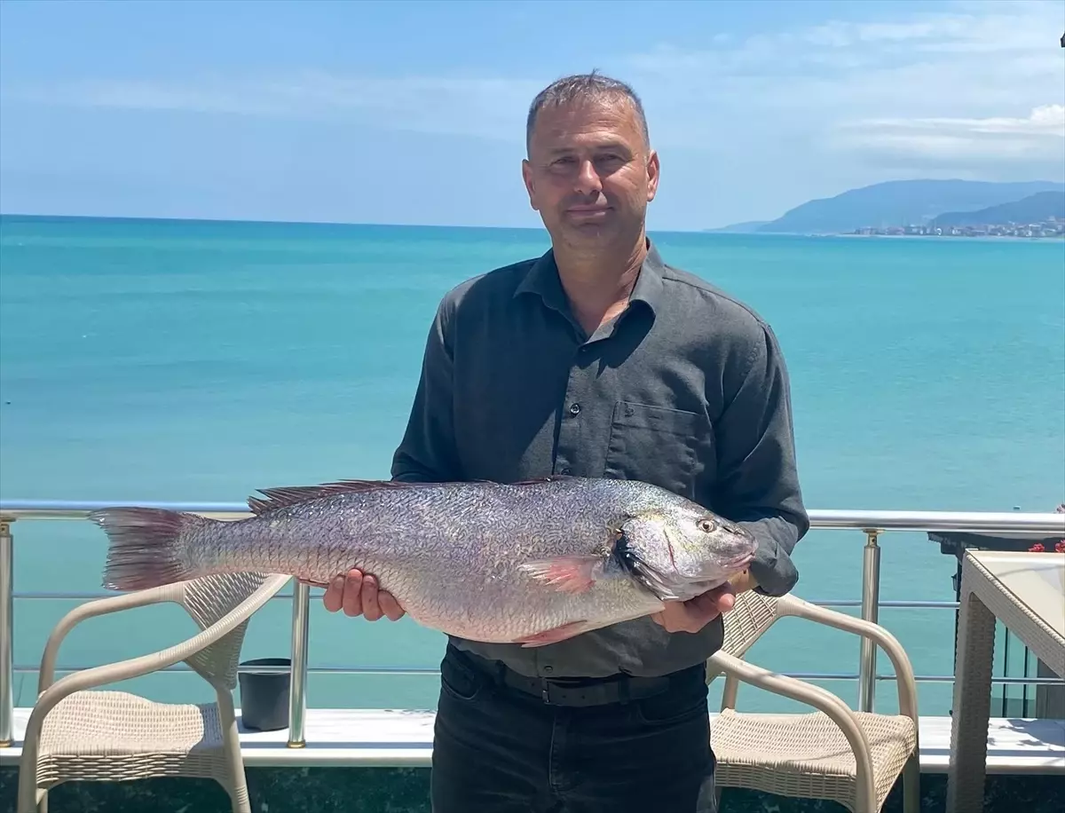 Sinop'ta 6,5 Kilogramlık Beyaz Kötek Balığı Yakalandı