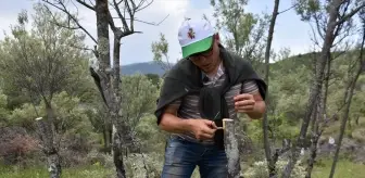 Sinop'ta 80 Bin Yabani Zeytin Ağacı Aşılanıyor