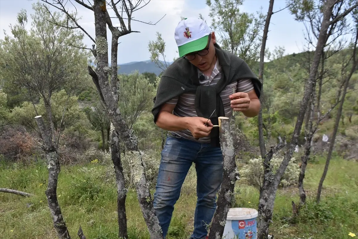 Sinop'ta 80 Bin Yabani Zeytin Ağacı Aşılanıyor
