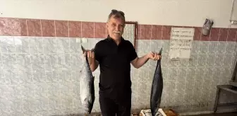 Sinop'ta Balıkçılar 9 Bin Palamut Avladı