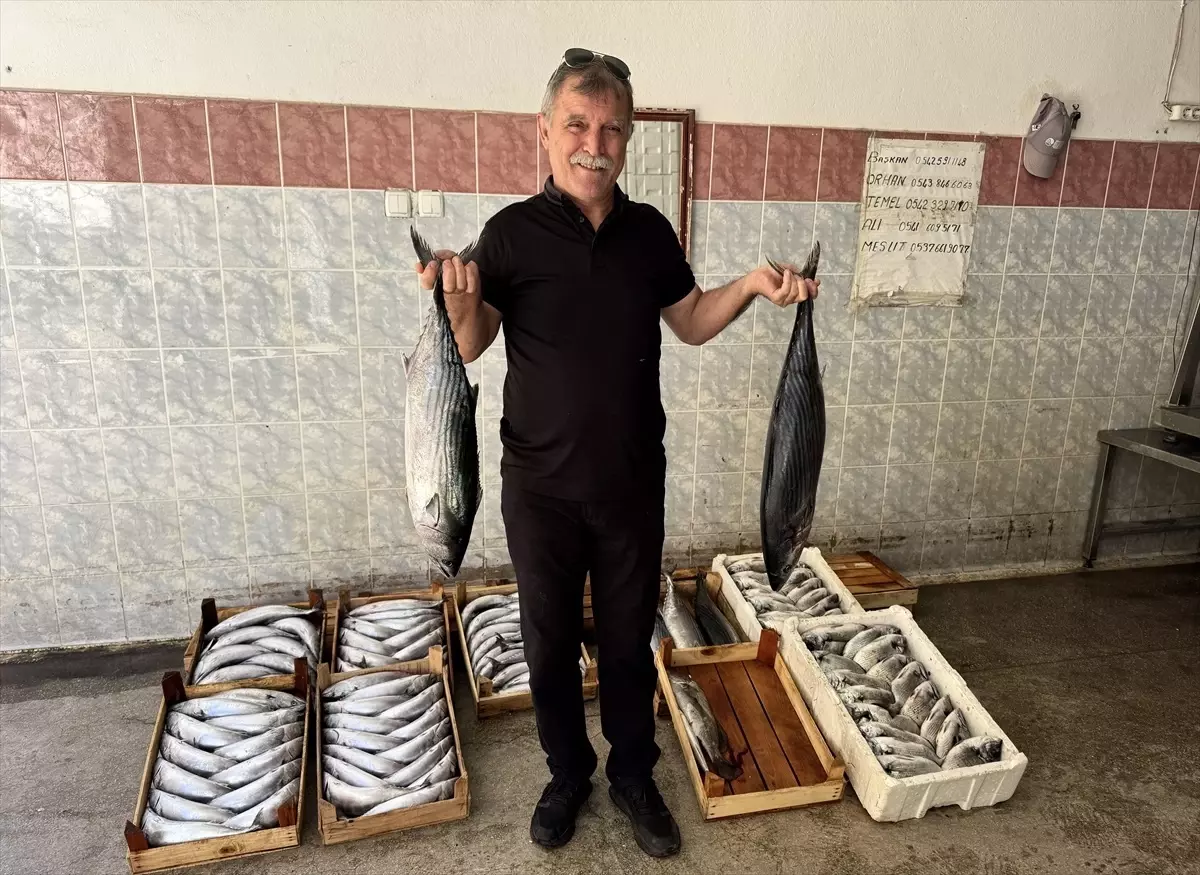 Sinop'ta Balıkçılar 9 Bin Palamut Avladı