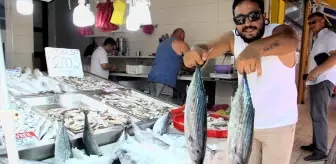 Sinop'ta Torik Bereketi: Balıkçılar 650 Kasa Torik Yakaladı