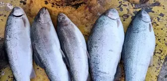 Sinop'ta Ani Deniz Soğuması Balık Bolluğu Getirdi