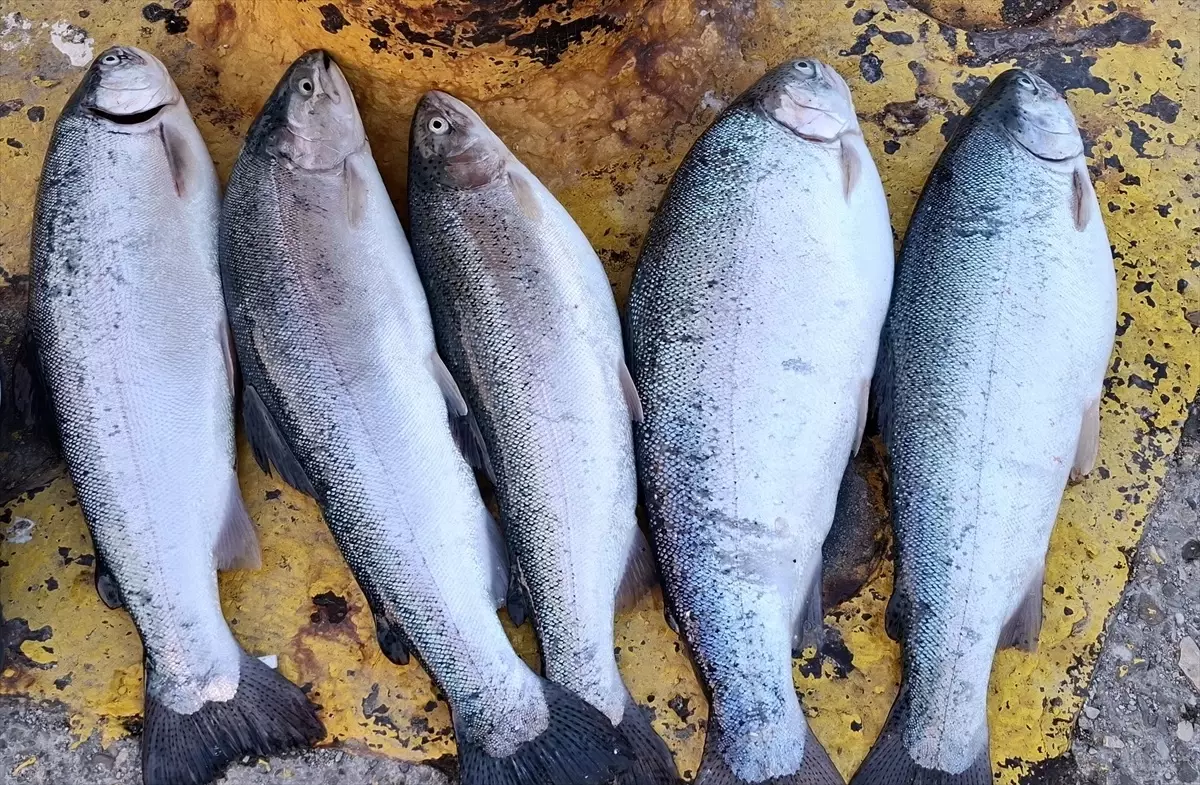 Sinop'ta Ani Deniz Soğuması Balık Bolluğu Getirdi