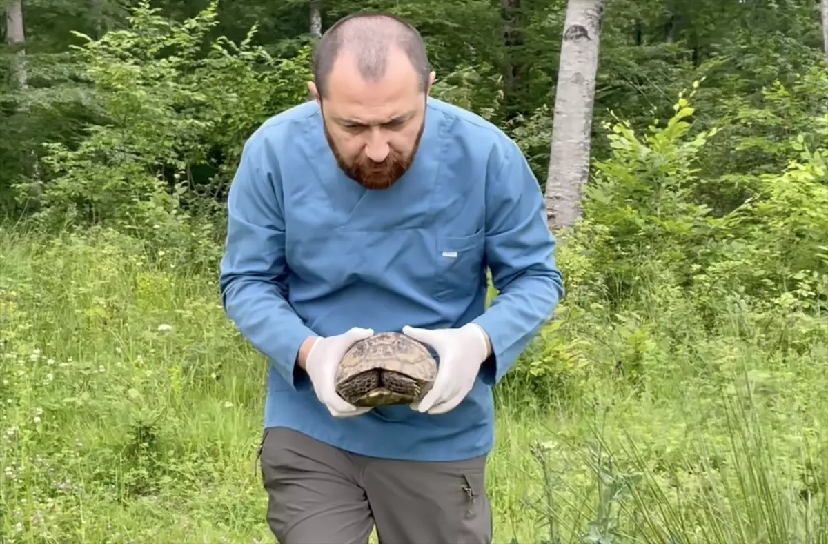 Tedavi Edilen Kaplumbağa Doğaya Bırakıldı
