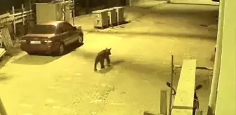 Sinop'ta Ayı Mahalleye İndi, Güvenlik Kamerasında Görüntülendi