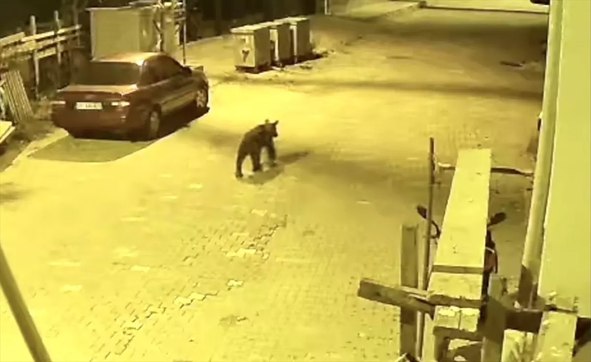 Sinop'ta Ayı Mahalleye İndi, Güvenlik Kamerasında Görüntülendi