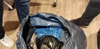 Sinop'ta Yabani Orkide Satışına İdari İşlem
