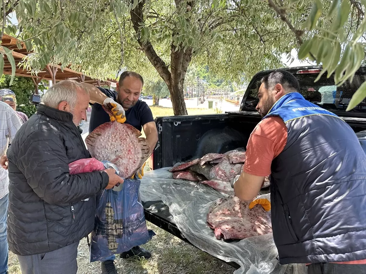 Sinop'ta Kaçak Avlanan 1611 Kalkan Balığına El Konuldu