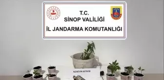 Sinop'ta Uyuşturucu Operasyonu: 4 Gözaltı