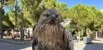 Yaralı Kızıl Şahin Tedavi İçin Yola Çıktı