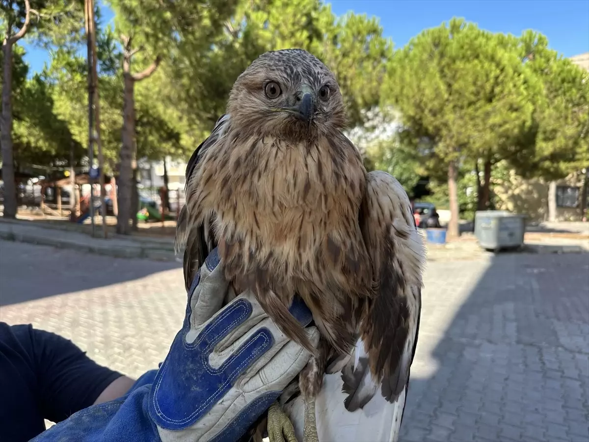 Yaralı Kızıl Şahin Tedavi İçin Yola Çıktı