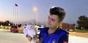 Yaralı Peçeli Baykuş Koruma Altına Alındı