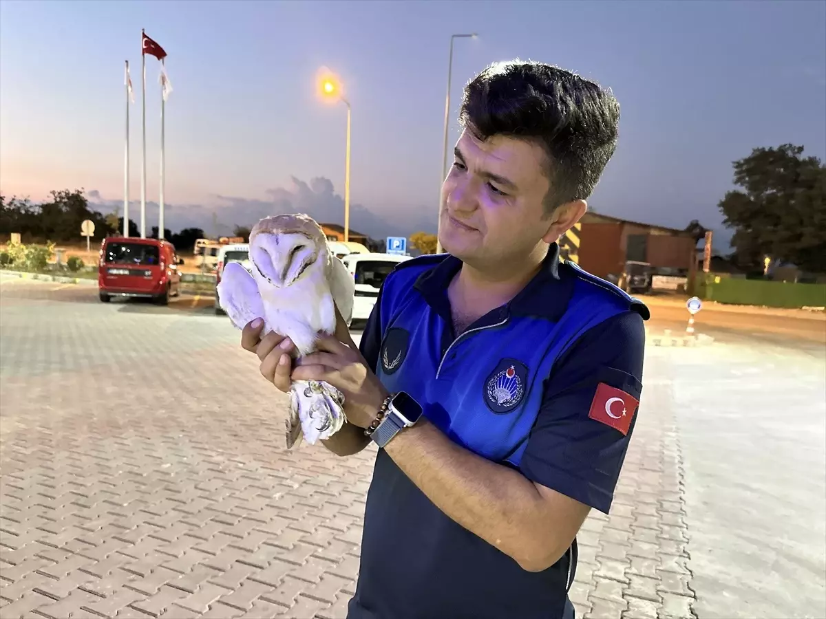 Yaralı Peçeli Baykuş Koruma Altına Alındı