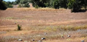 Cuma Ovası'ndaki Leyleklerin Göçü Gecikti