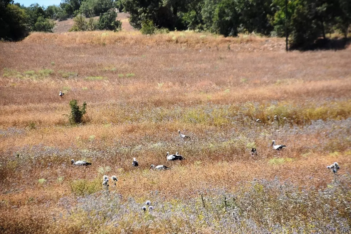 Cuma Ovası'ndaki Leyleklerin Göçü Gecikti