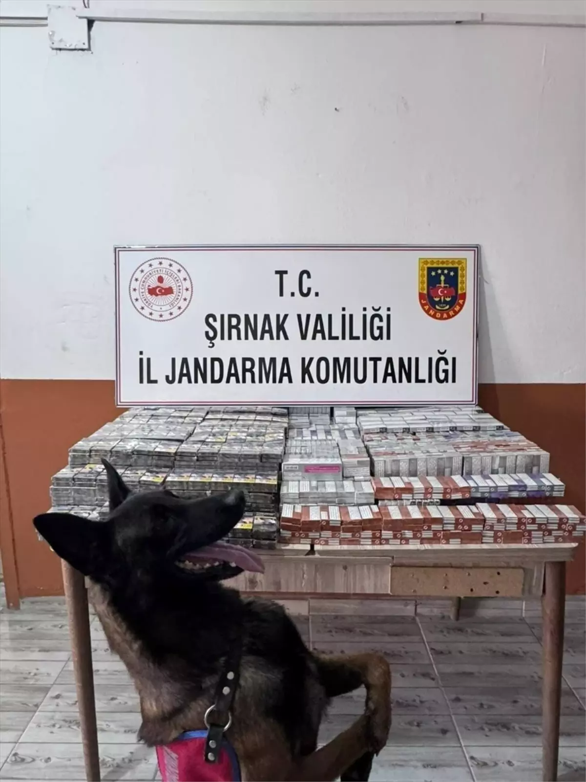 Şırnak'ta Kaçakçılık Operasyonunda 44 Kişi Yakalandı, 2 Tutuklandı