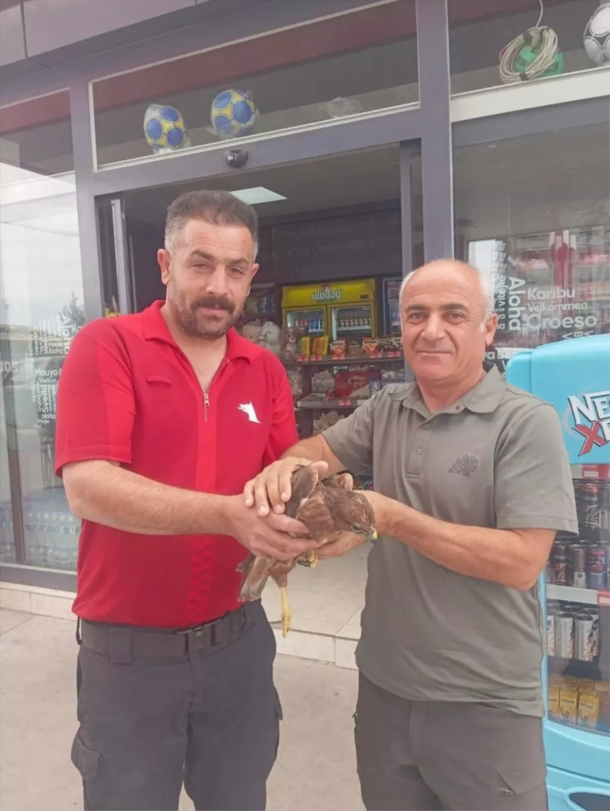 Şırnak'ta Yaralı Kızıl Şahinlere Tedavi