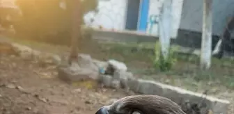 Şırnak'ta Yaralı Kuşlar Tedavi Ediliyor