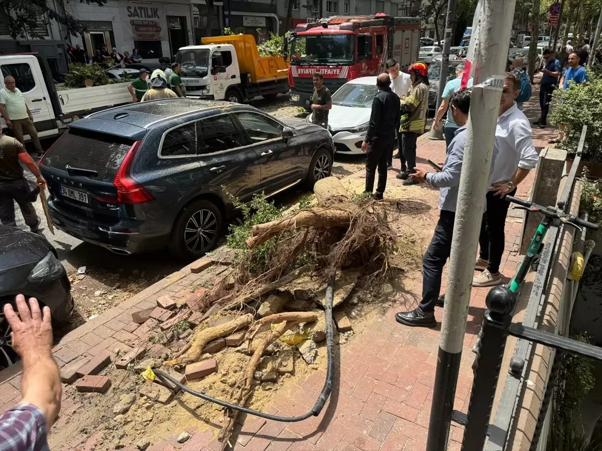 Şişli'de Ağaç Devrildi, İki Otomobil Zarar Gördü