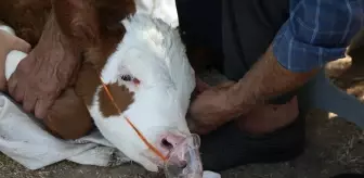 Doğumda Su Kaçan Buzağı, Buhar Cihazı ile Tedavi Edildi