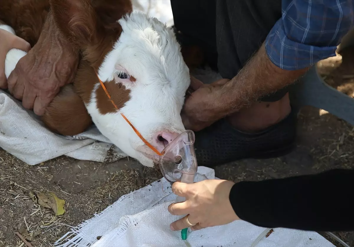 Doğumda Su Kaçan Buzağı, Buhar Cihazı ile Tedavi Edildi