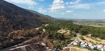 Öğrenciler Orman Yangınlarını İnceledi