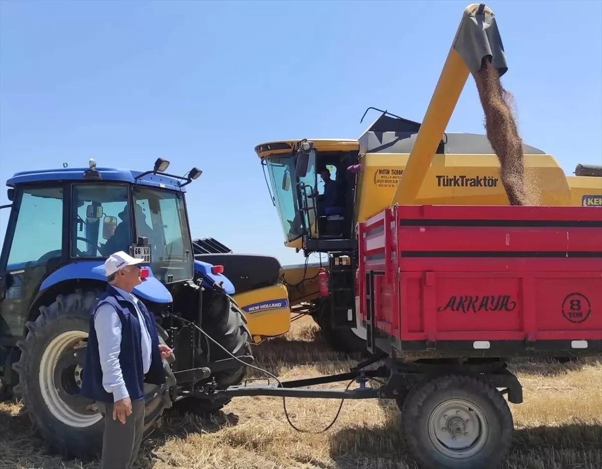 Sorgun'da Buğday Hasadı Törenle Başladı