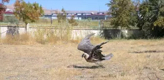 Van'da Yaralı Sakallı Akbaba Hayata Döndü