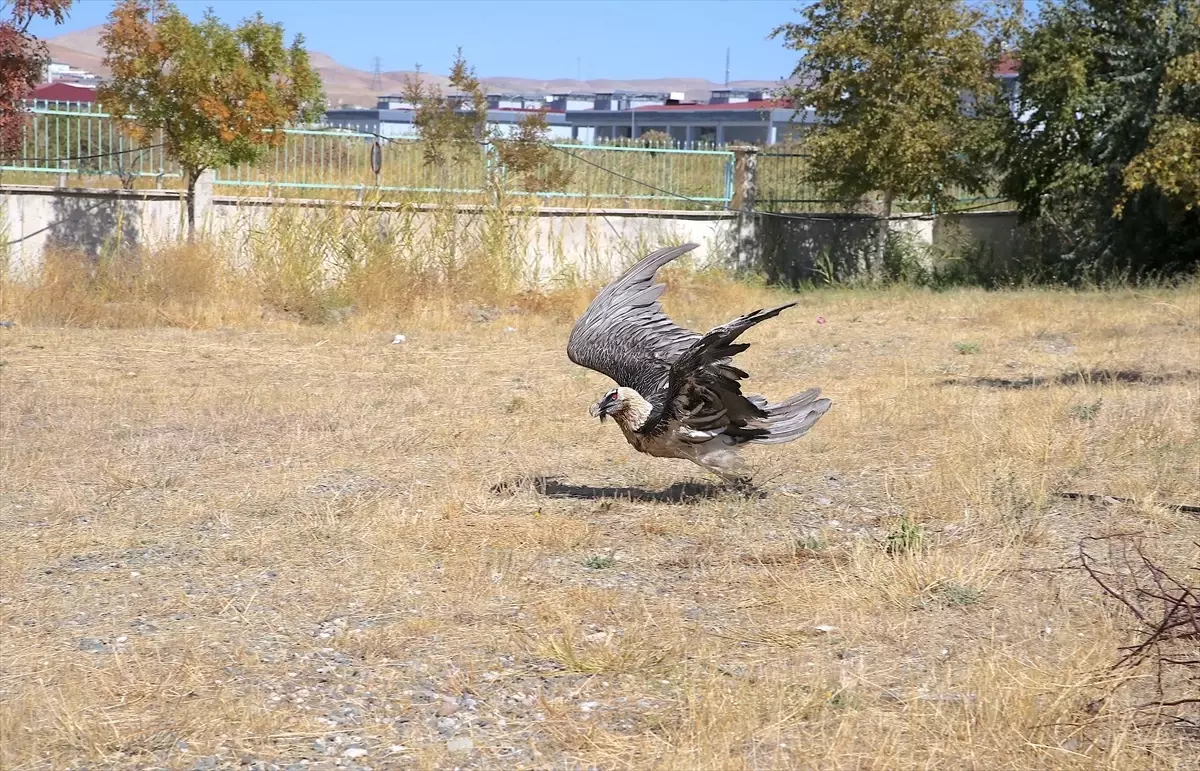 Van'da Yaralı Sakallı Akbaba Hayata Döndü