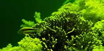 Kızıldeniz'de Biyolüminesans Çekimleri Yapıldı