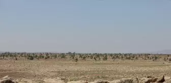 Suriye'nin Tarımsal Krizi: Kuraklık ve Savaşın Etkileri