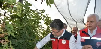 Tarım ve Orman Bakanı İbrahim Yumaklı, Siirt'te böğürtlen hasadına katıldı Açıklaması